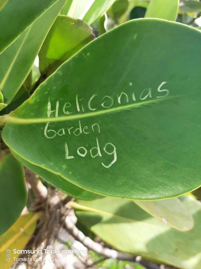 Garden Of Heliconias Lodge Drakes Bay エクステリア 写真